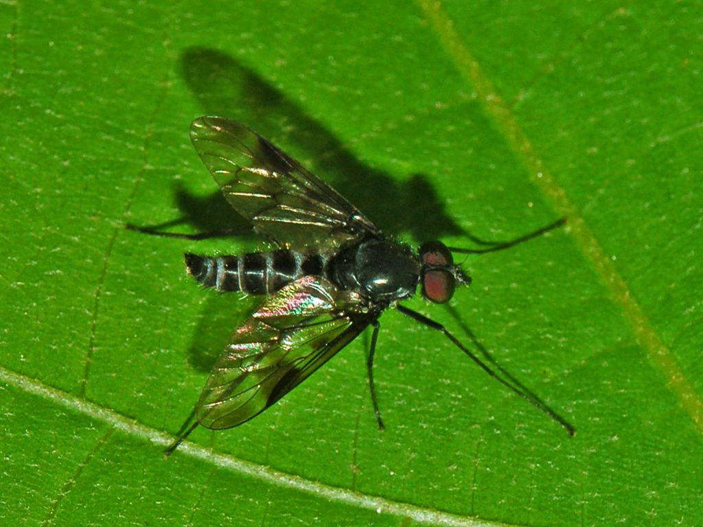 Ibisia marginata